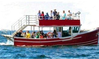 Whale Watch Tours in Inverness Subd. A, Canada