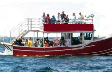 Whale Watch Tours in Inverness Subd. A, Canada