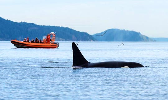 Hair-Raising 3 Hours Whale Watching Tours in Victoria, Canada