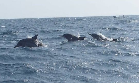 dolphin watching tour kalpitiya.