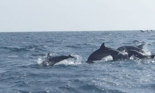 dolphin watching tour kalpitiya.