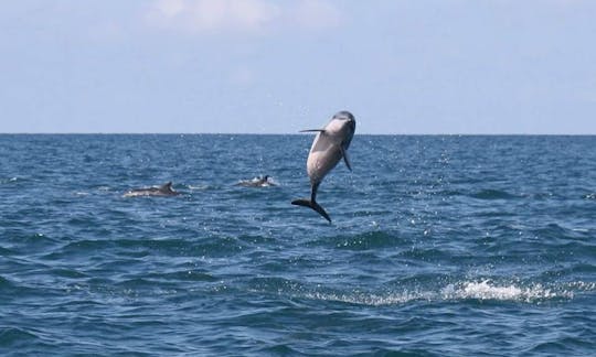 dolphin watching tour kalpitiya.