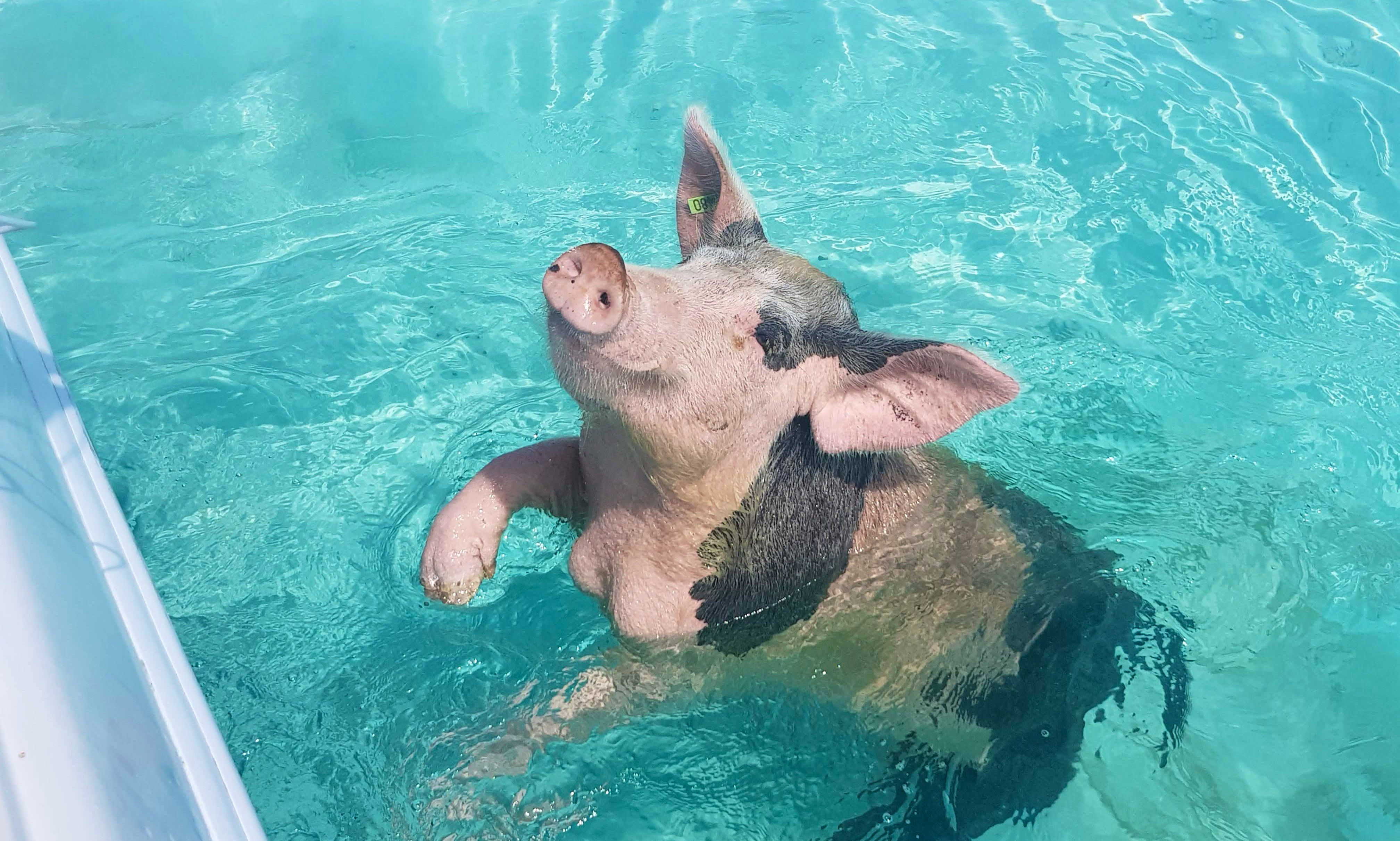 Exuma Tour Swim with the Pigs GetMyBoat
