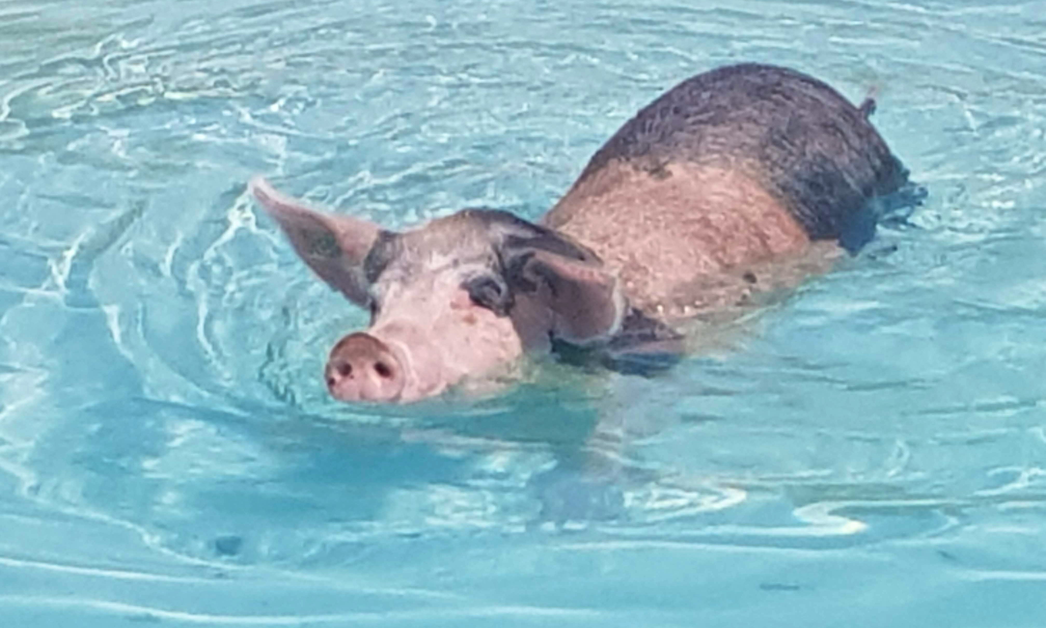 Exuma Tour Swim with the Pigs GetMyBoat