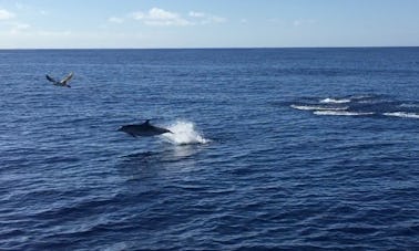 ポンタデルガダからの野生動物とホエールウォッチングの半日ツアー