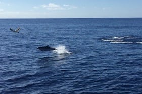 Half-day tour for wildlife and whale watching from Ponta Delgada