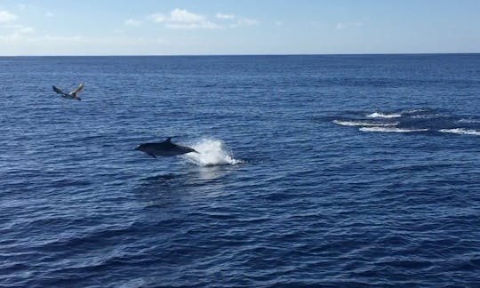 Half-day tour for wildlife and whale watching from Ponta Delgada