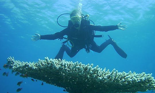 Impresionantes viajes y clases de buceo disponibles en Aqaba, Jordania