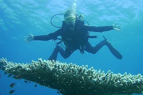 Awesome Diving Trips and Lessons available in Aqaba, Jordan