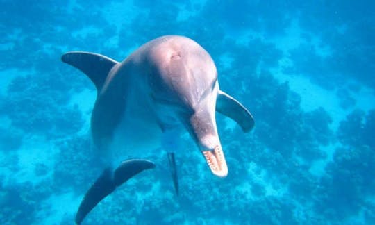 Have an amazing time with Dolphins in Hurghada, Egypt