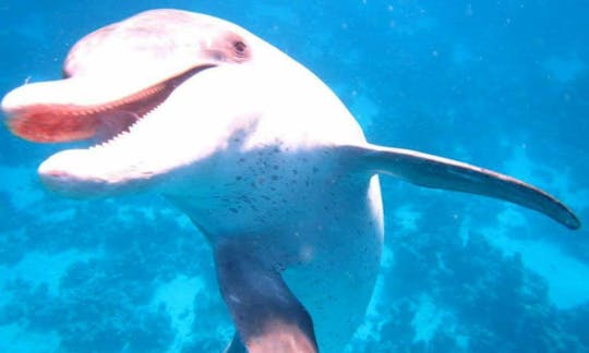 Have an amazing time with Dolphins in Hurghada, Egypt