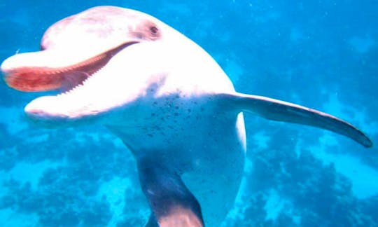 Have an amazing time with Dolphins in Hurghada, Egypt