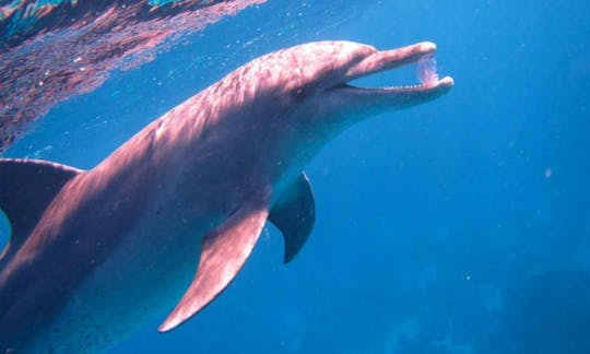 Have an amazing time with Dolphins in Hurghada, Egypt