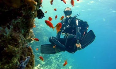 Une chance incroyable d'explorer le monde sous-marin dans le gouvernorat du Sinaï Sud, en Égypte