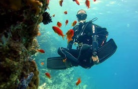 Amazing Chance To Explore Underwater World in South Sinai Governorate, Egypt