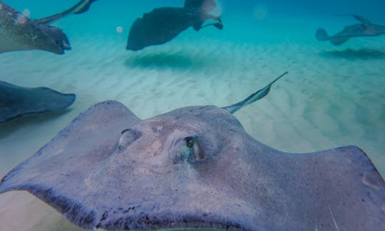 Stingray City is an absolute must do if you're visiting the Cayman Islands.