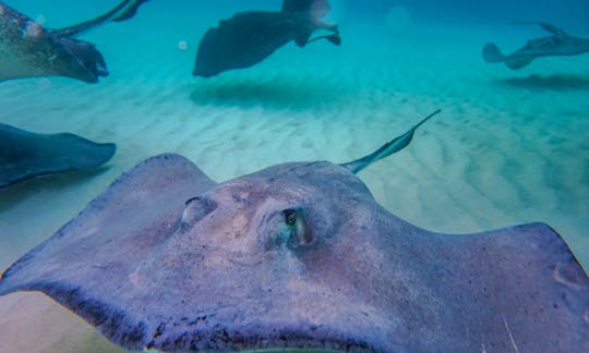Stingray City is an absolute must do if you're visiting the Cayman Islands.