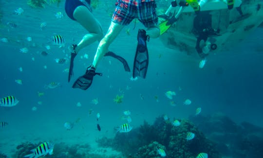 You'll get to see all different types of marine species when you snorkel with us.