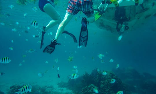 You'll get to see all different types of marine species when you snorkel with us.