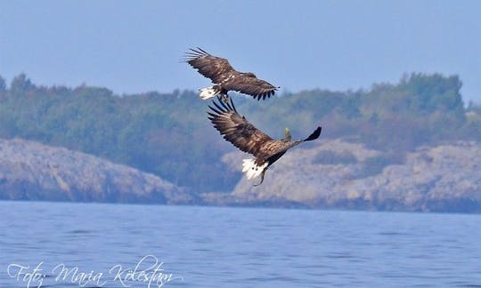 White tailed eagles are a common sight.