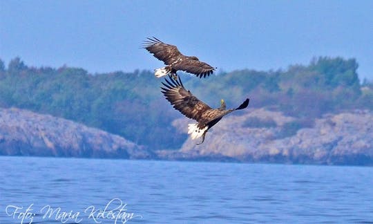 White tailed eagles are a common sight.