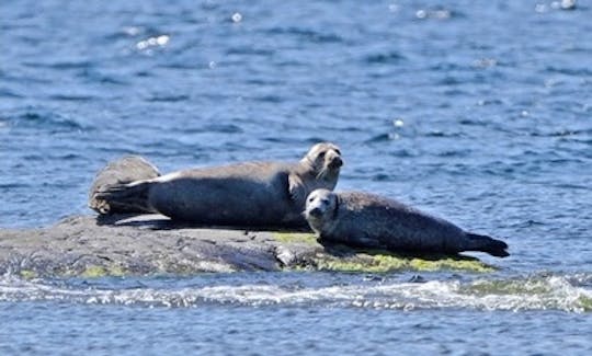 Join us on a seal safari!