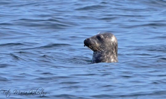 Seals are naturally curious and often come to check us out.