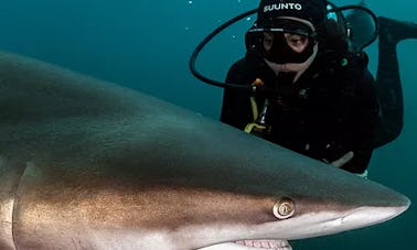 Junte-se a nós para aventuras em recifes e naufrágios em Aliwal Shoal