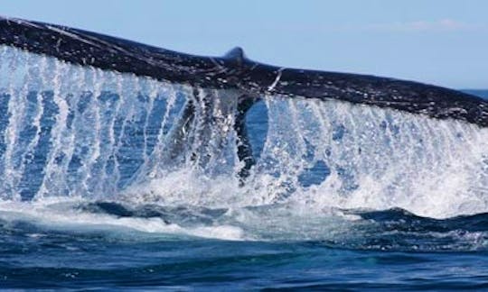 Amazing Whale Watching Private Tour in Cape Town, Western Cape