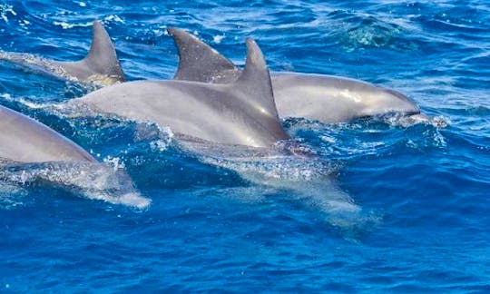 Experience Dolphin Tour in Zanzibar, Tanzania for 15 people