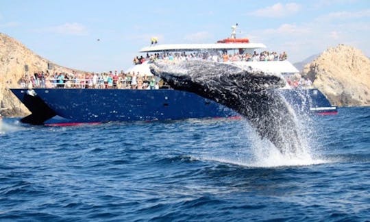 Amazing Tours in Cabo San Lucas on a Luxury Large Catamaran