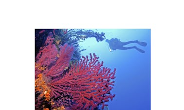 Diving at the Côte d´azur on bord of the Sir Robert Baden Powell