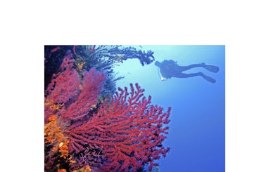 Diving at the Côte d´azur on bord of the Sir Robert Baden Powell