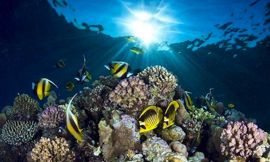 Discover the world of scuba diving in Aqaba Governorate, Jordan