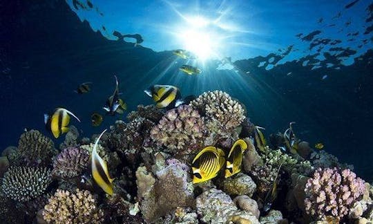 Discover the world of scuba diving in Aqaba Governorate, Jordan