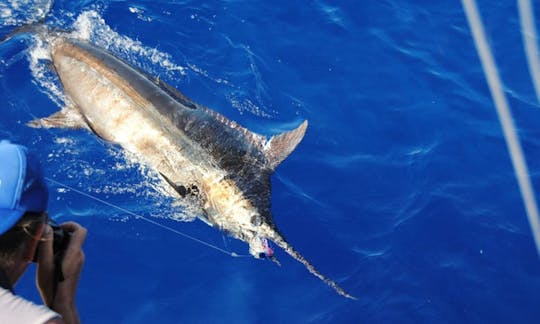 Big Game & Sport Fishing Charters - Ocean Eco Tours