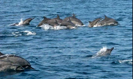 Have an amazing experience of Dolphin Tour and snorkling in lovina Bali