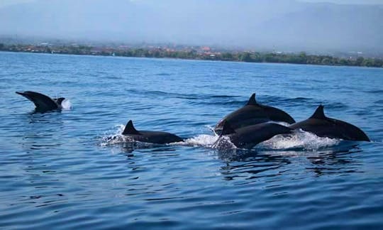 Enjoy wonderful dolphin watching experience in Buleleng, Bali