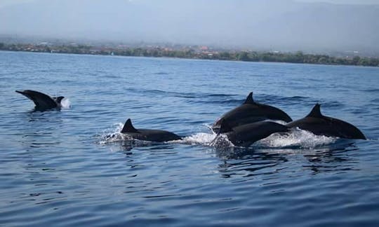 Enjoy wonderful dolphin watching experience in Buleleng, Bali