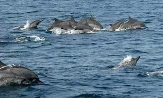 Enjoy wonderful dolphin watching experience in Buleleng, Bali