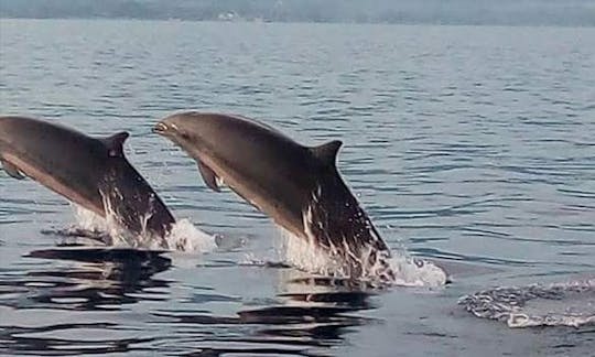 Enjoy wonderful dolphin watching experience in Buleleng, Bali