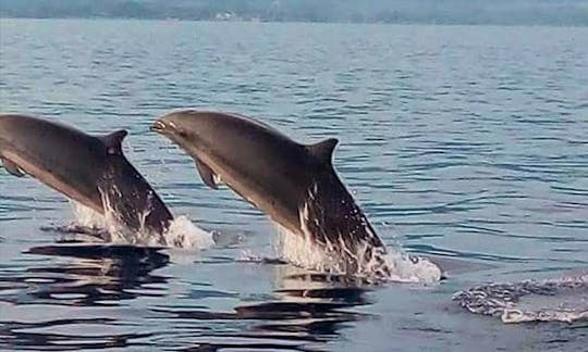 Enjoy wonderful dolphin watching experience in Buleleng, Bali