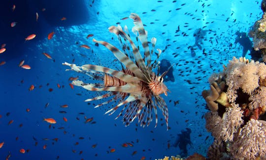 Disfrute de un barco de buceo diario en Sharm el Sheikh, Egipto