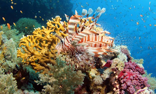 Disfrute de un barco de buceo diario en Sharm el Sheikh, Egipto