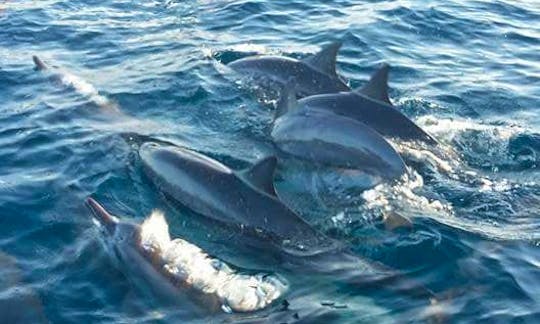 Best dolphin and whale watching experience in Buleleng, Bali