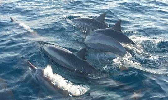 Best dolphin and whale watching experience in Buleleng, Bali