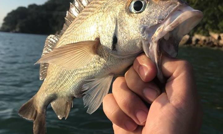 Guided Fishing Trip for 3 People in São Paulo, Brazil