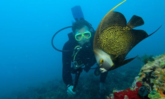 ブラジルのマラゴージでの初心者および上級ダイバー向けのスキューバダイビング旅行