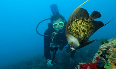 Scuba Diving Trips for Beginner and Advanced Divers in Maragogi, Brazil