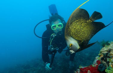 Scuba Diving Trips for Beginner and Advanced Divers in Maragogi, Brazil